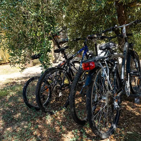 My Dalmatia - Olive Garden With Private Swimming Pool Ladevci